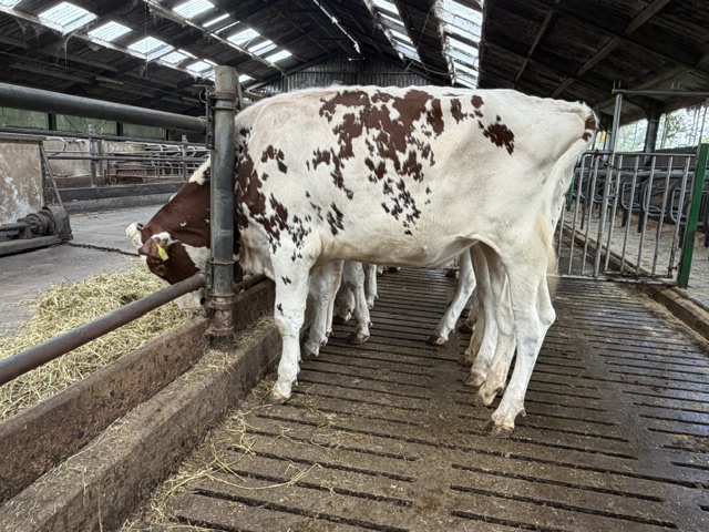 Batouwe Holsteins