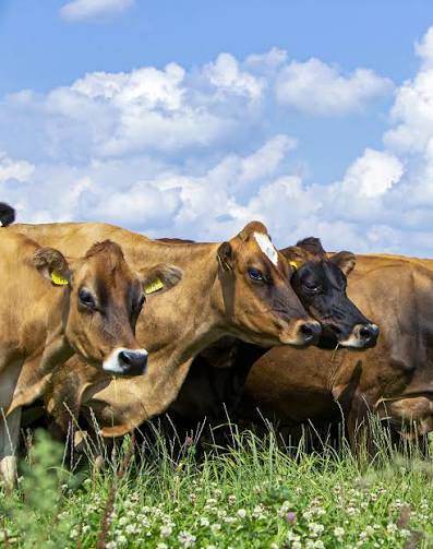 Swier Veehandel