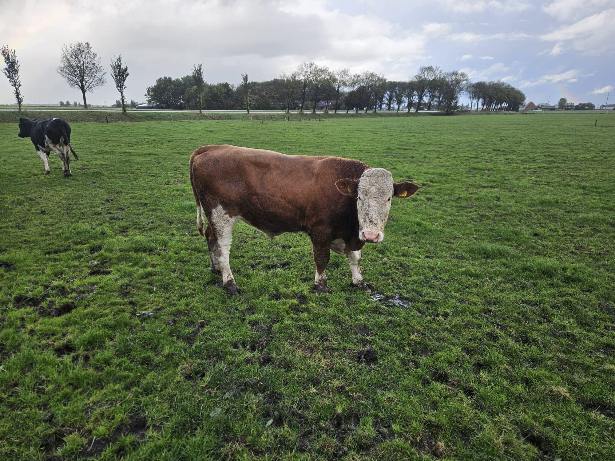 Braad Livestock