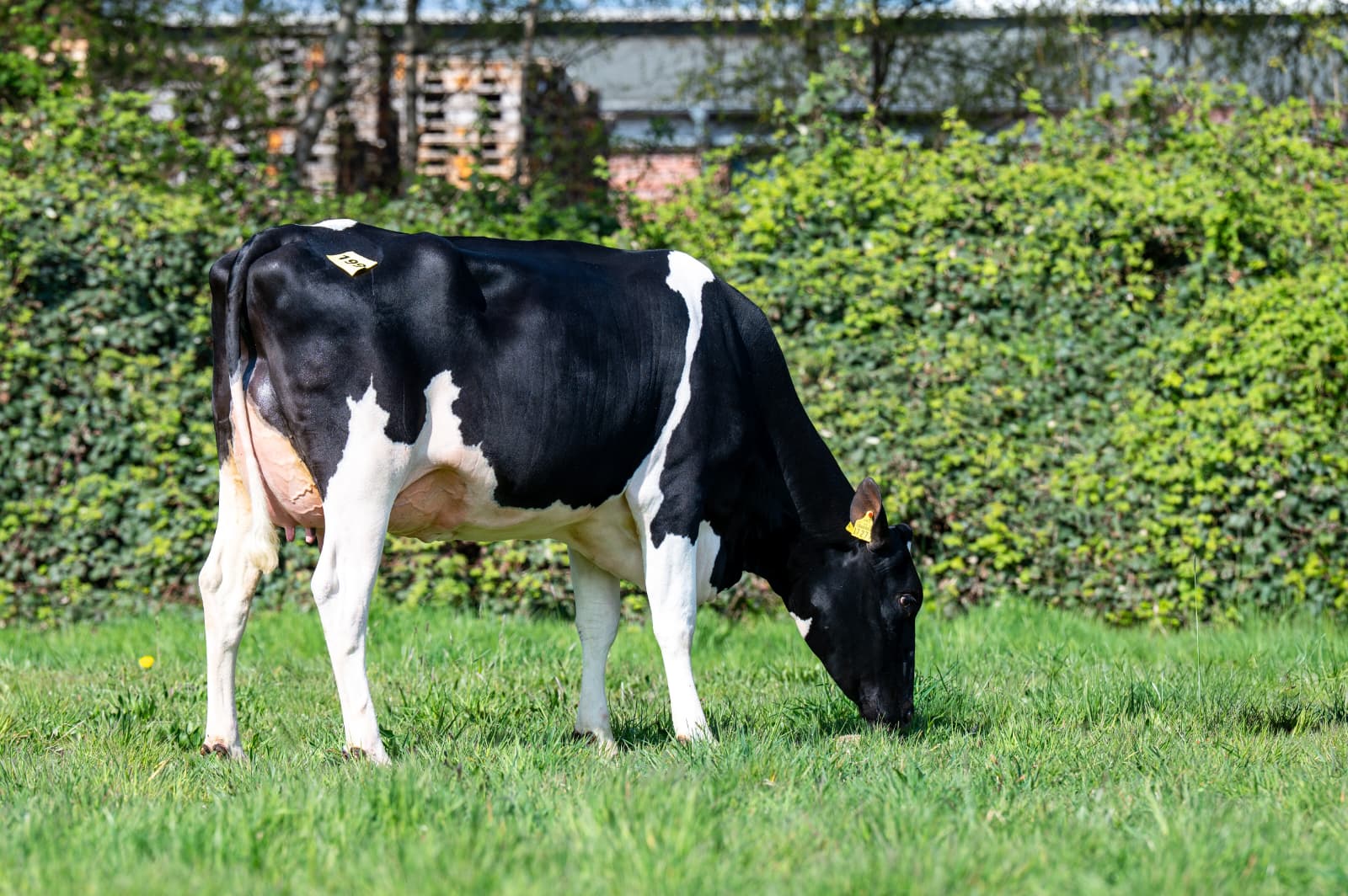 Jansen Quality Cattle BV